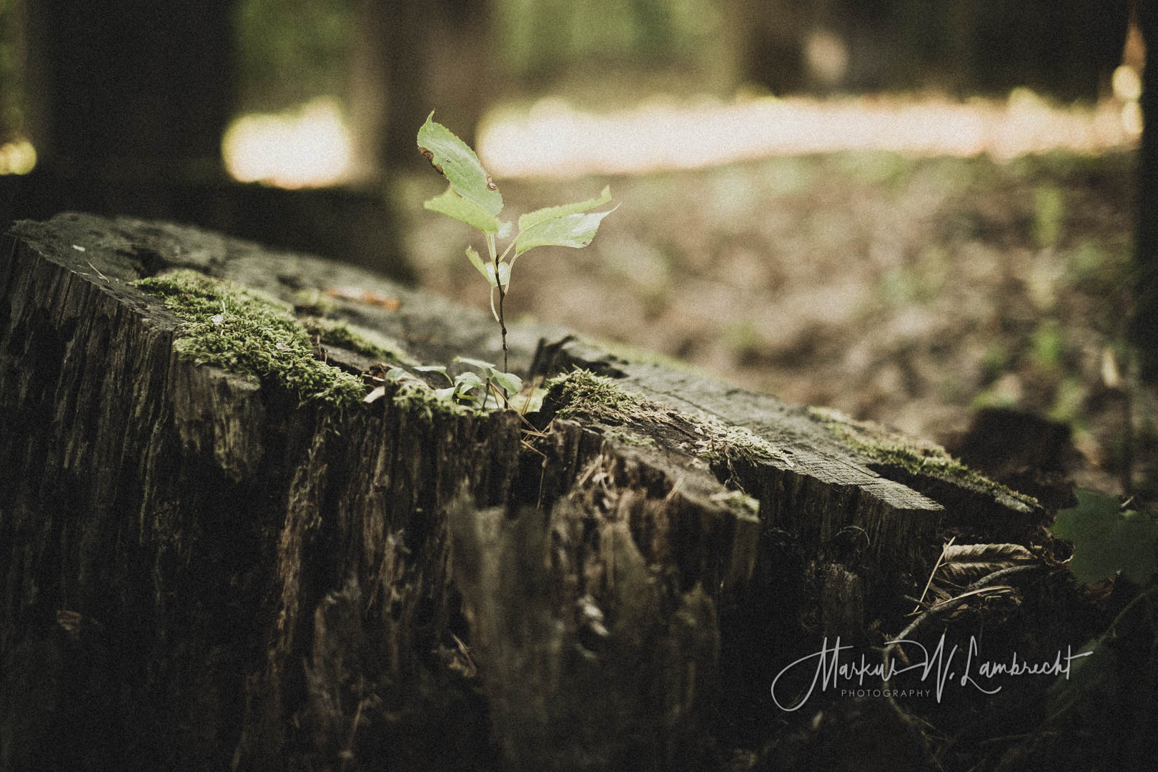 Rotenburg an der Fulda, Jüdischer Friedhof